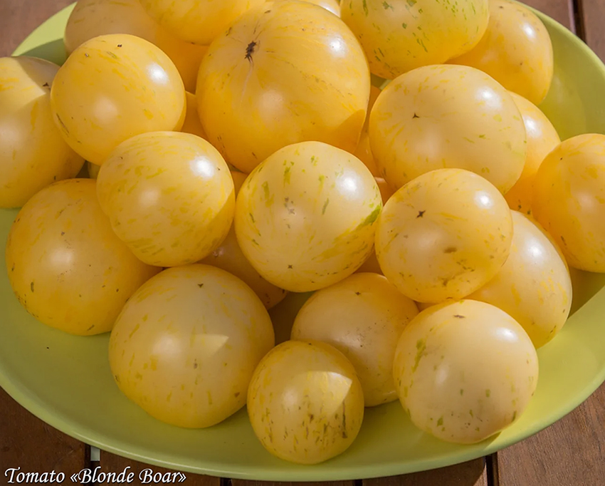 Tomato Blonde Boar, Кремово-белый томат с зелёными штрихами